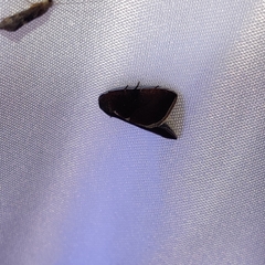 Galgula