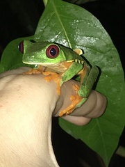 Agalychnis callidryas