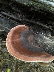 Ischnoderma resinosum