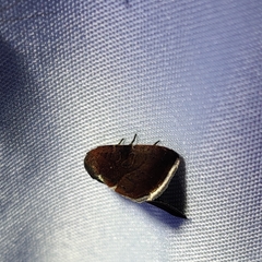 Galgula