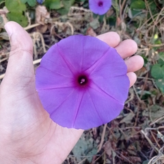 Ipomoea pedicellaris