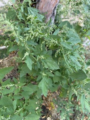 Chenopodium album