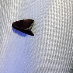 Galgula