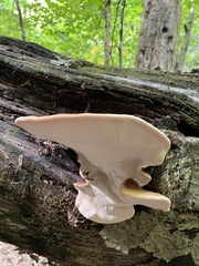 Ischnoderma resinosum