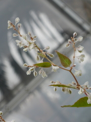 Fallopia baldschuanica