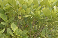 Coprosma putida