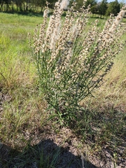 Pterocaulon virgatum
