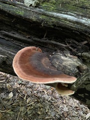 Ischnoderma resinosum