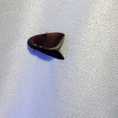 Galgula
