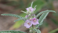 Sphaeralcea angustifolia