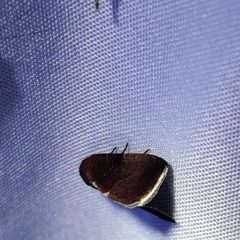 Galgula