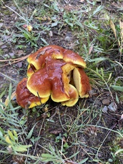 Suillus clintonianus
