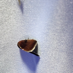 Galgula