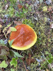 Suillus clintonianus