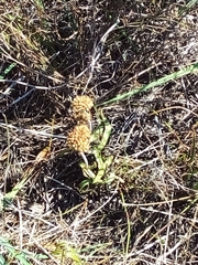 Crassula nudicaulis