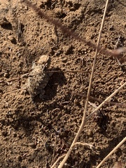 Phrynosoma blainvillii