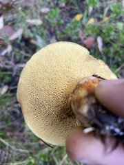 Suillus clintonianus