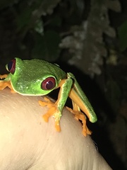 Agalychnis callidryas