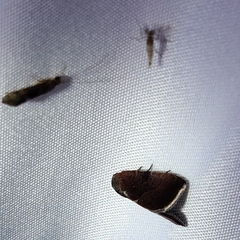Galgula
