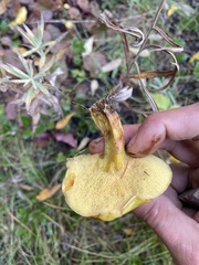Suillus clintonianus