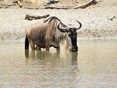 Connochaetes taurinus albojubatus