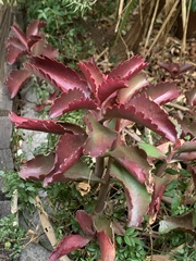 Kalanchoe sexangularis