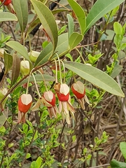 Eugenia involucrata