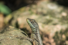 Tropidurus catalanensis