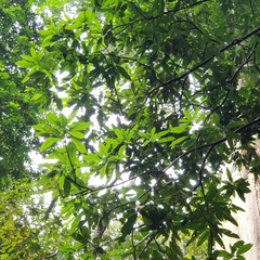 Mangifera quadrifida