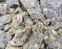 Chaenactis douglasii