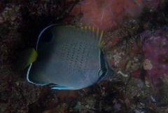 Chaetodon dolosus