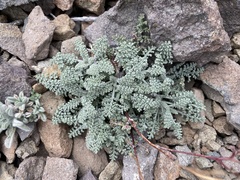 Chaenactis douglasii