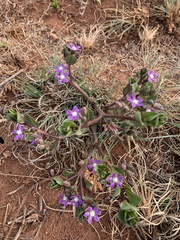 Raphionacme hirsuta
