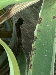 Anolis sagrei
