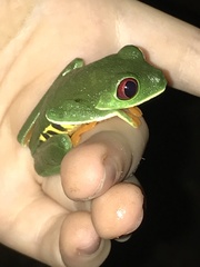Agalychnis callidryas