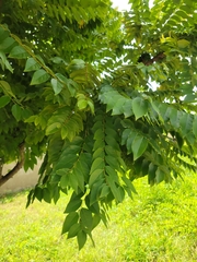 Phyllanthus acidus