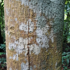 Mangifera quadrifida