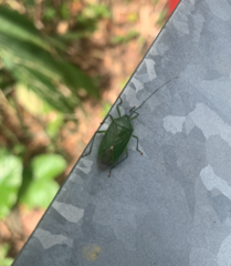 Urolabida