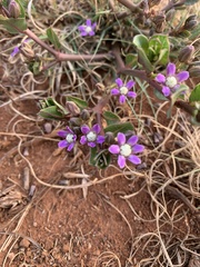 Raphionacme hirsuta