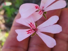 Pelargonium patulum