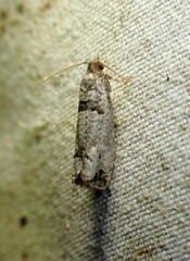 Notocelia culminana