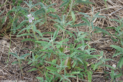 Sphaeralcea angustifolia