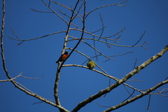 Chlorophonia elegantissima