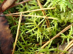 Hylocomiastrum umbratum