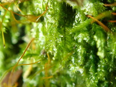 Bryophyta