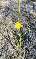 Moraea lewisiae