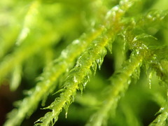 Hylocomiastrum umbratum