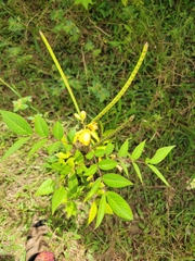 Senna occidentalis image