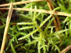 Hylocomiastrum umbratum