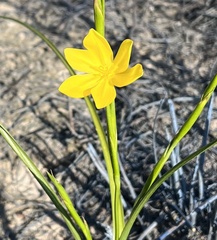 Moraea lewisiae